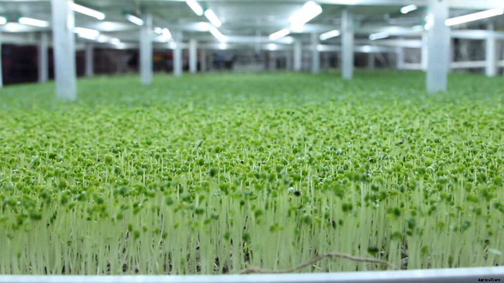 How to Grow Microgreens: The Beginner’s Guide