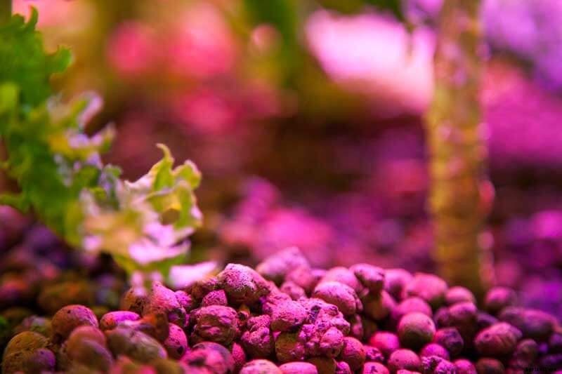 Pros and Cons of Hydroton (Clay Pebbles) in Hydroponics