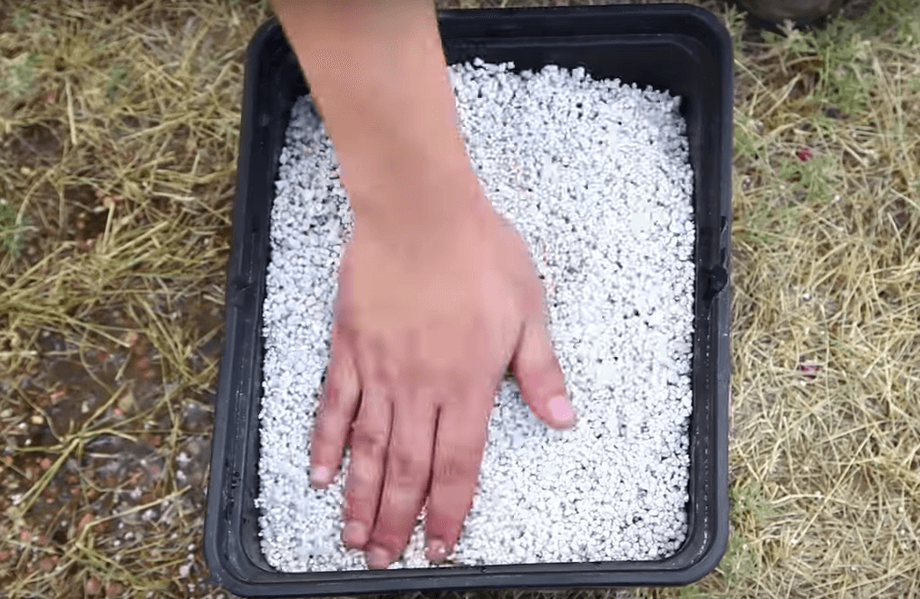 Pros and Cons of Perlite in Hydroponics: Is it For You?