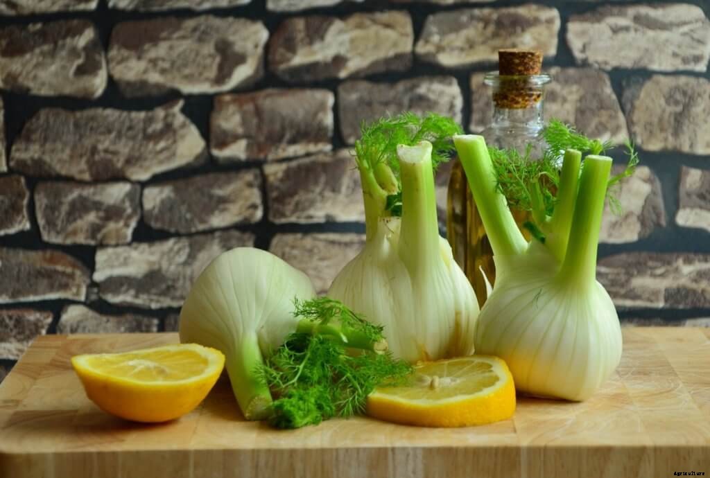Get the Scoop on How to Grow Hydroponic Fennel
