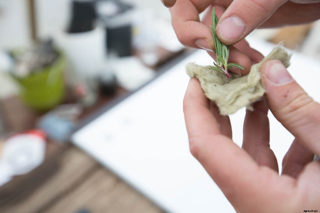How to Grow Classic Rosemary in Hydroponics