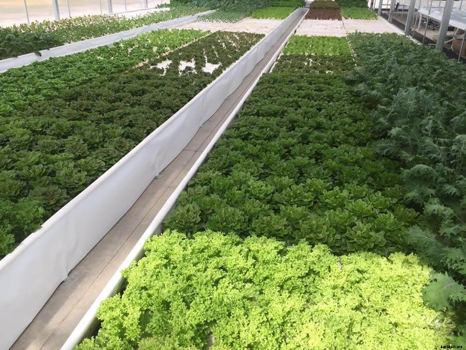 Introduction to the Aquaponic Raft System