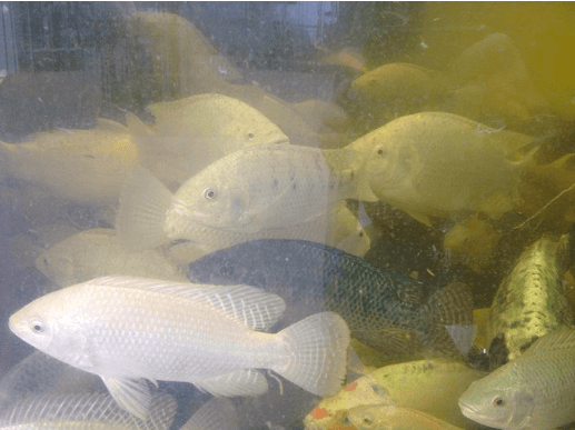 Introduction to the Aquaponic Raft System