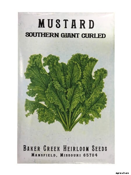 Get the Tips & Guidelines on Growing Mustard Greens