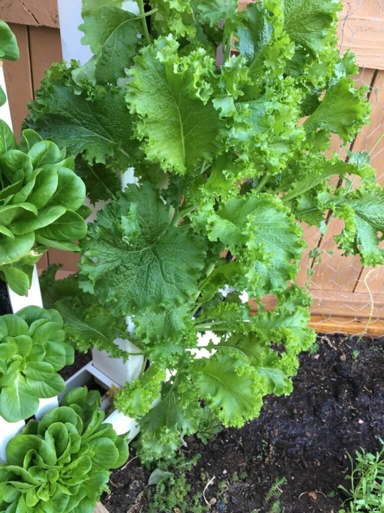 Get the Tips & Guidelines on Growing Mustard Greens