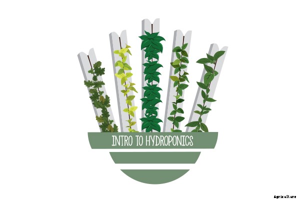 Here’s What You Need to Know About Growing Bok Choy in Hydroponics