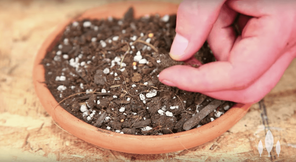 How to Use and Mix Your Own Soilless Potting Mix for Hydroponics