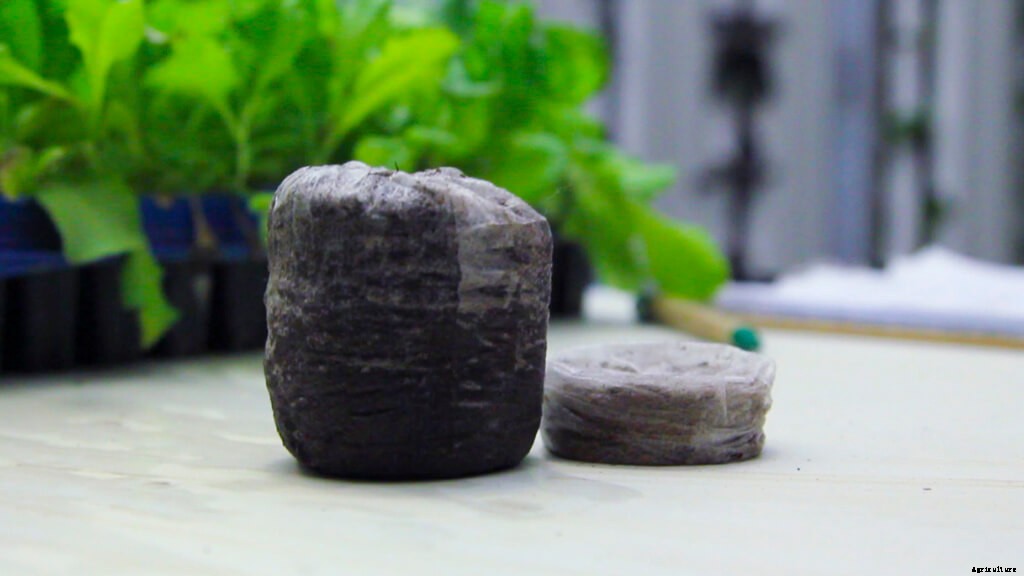 How to Prevent Mold and Algae on Seedlings