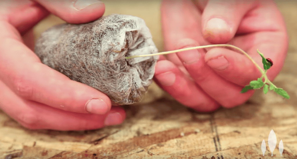 4 Reasons You Have Leggy Seedlings