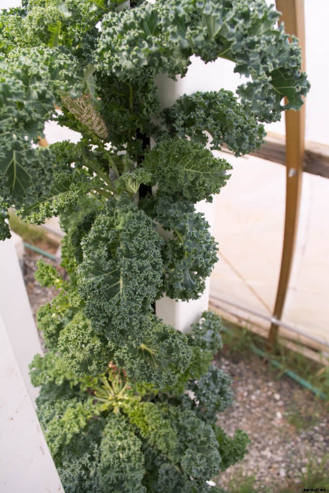 The Beginner’s Guide to Growing Kale in Hydroponics