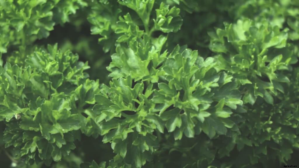 Best Conditions & Methods for Growing Hydroponic Parsley