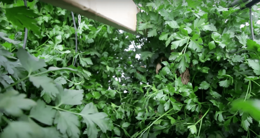 Best Conditions & Methods for Growing Hydroponic Parsley