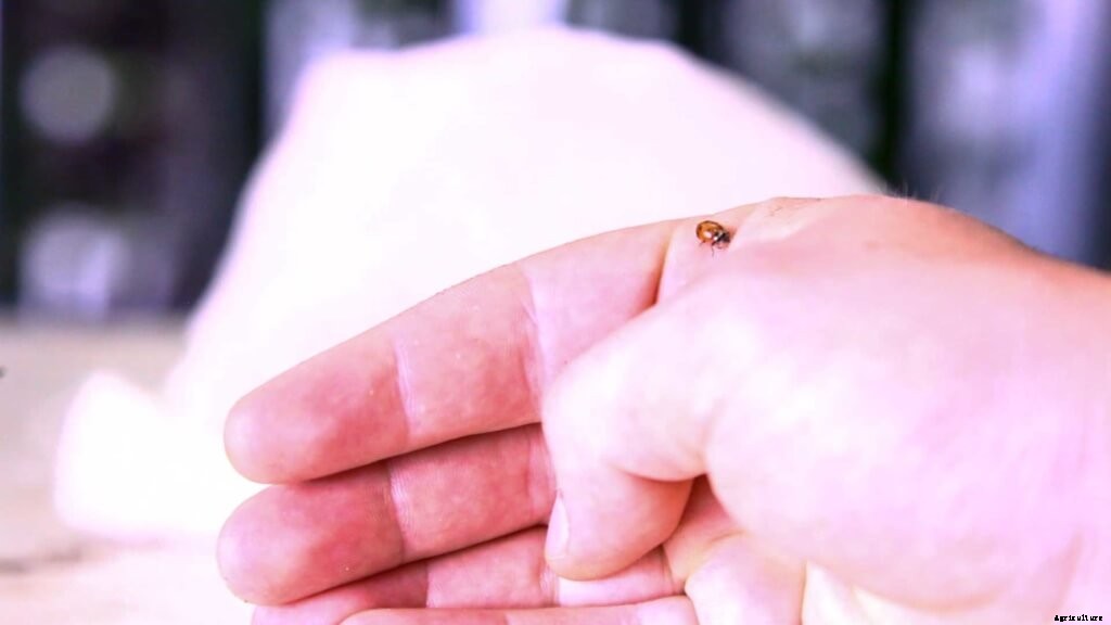 How to Use Ladybugs for Pest Control in Indoor Farming