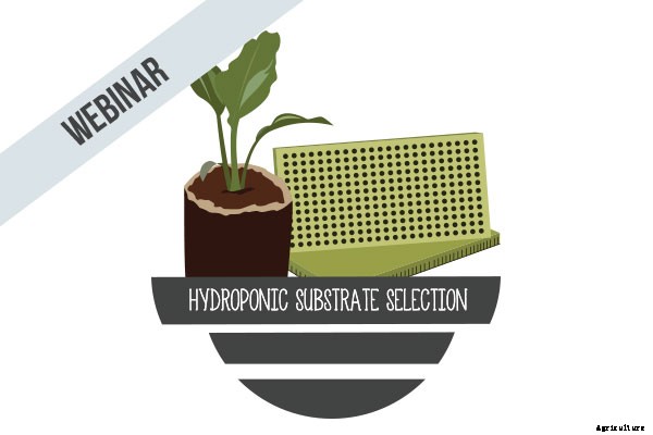 Should You Use Peat Moss as a Growing Medium?