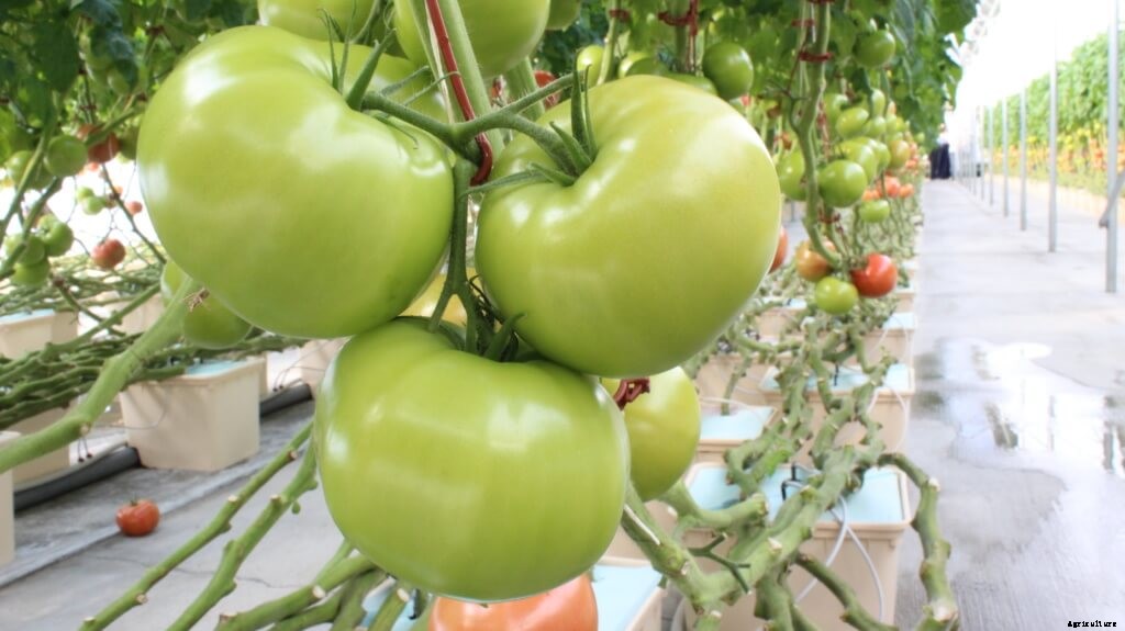 Bato Buckets for Beginners: A Simple System for Vining Crops