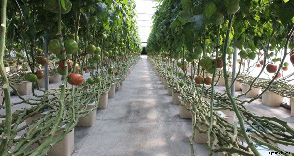 Bato Buckets for Beginners: A Simple System for Vining Crops