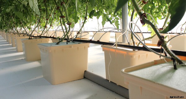 Bato Buckets for Beginners: A Simple System for Vining Crops
