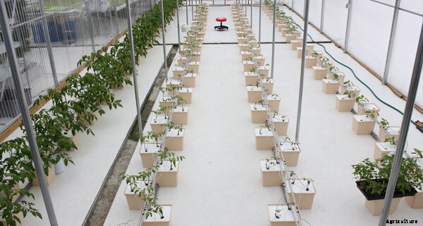 Bato Buckets for Beginners: A Simple System for Vining Crops