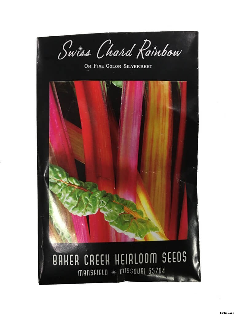 Everything You Need to Know About Growing Chard Without Soil