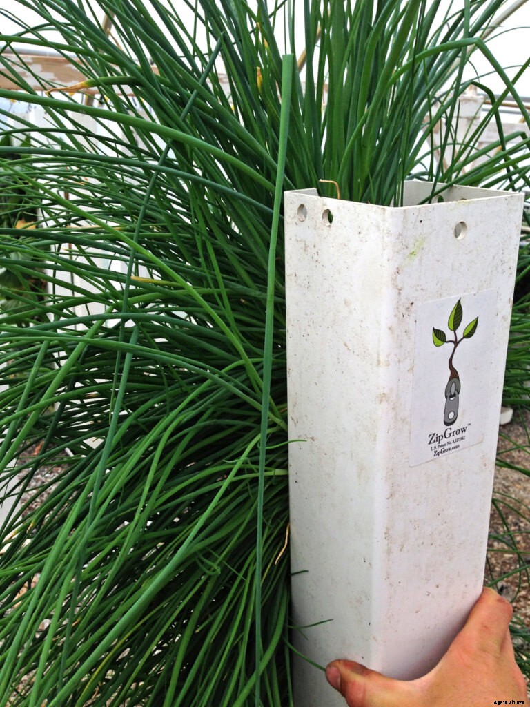 So You Want to Grow Hydroponic Chives? Read this first!
