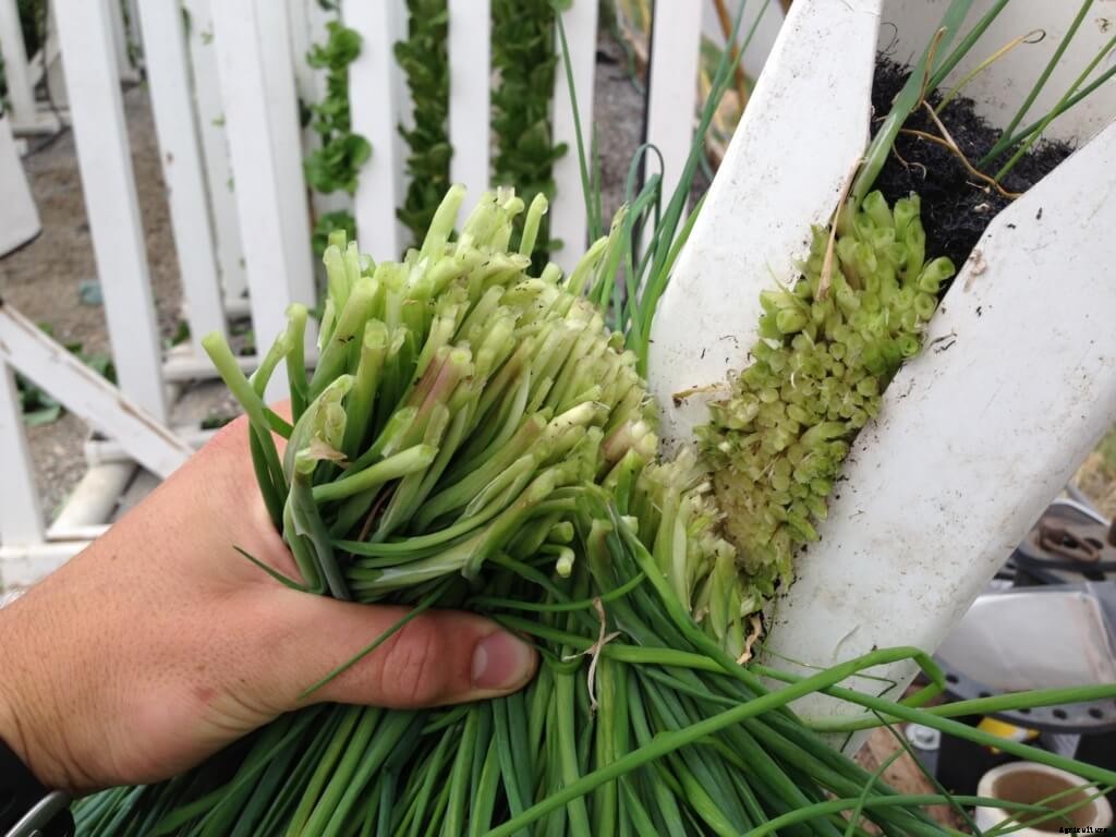 So You Want to Grow Hydroponic Chives? Read this first!