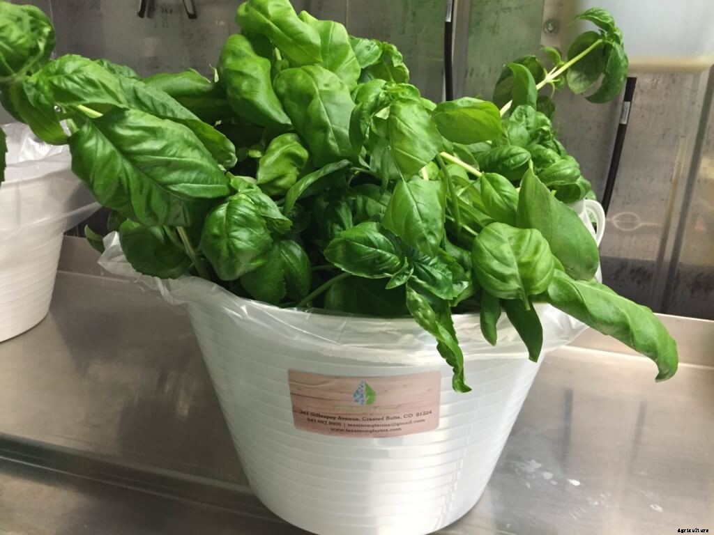 Tell Your Customers How to Save Extra Basil