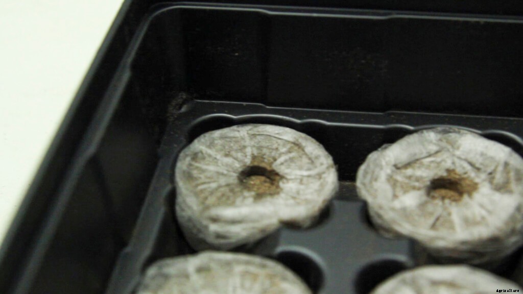 Why (Or Why Not) To Use Peat Pellets for Seedlings