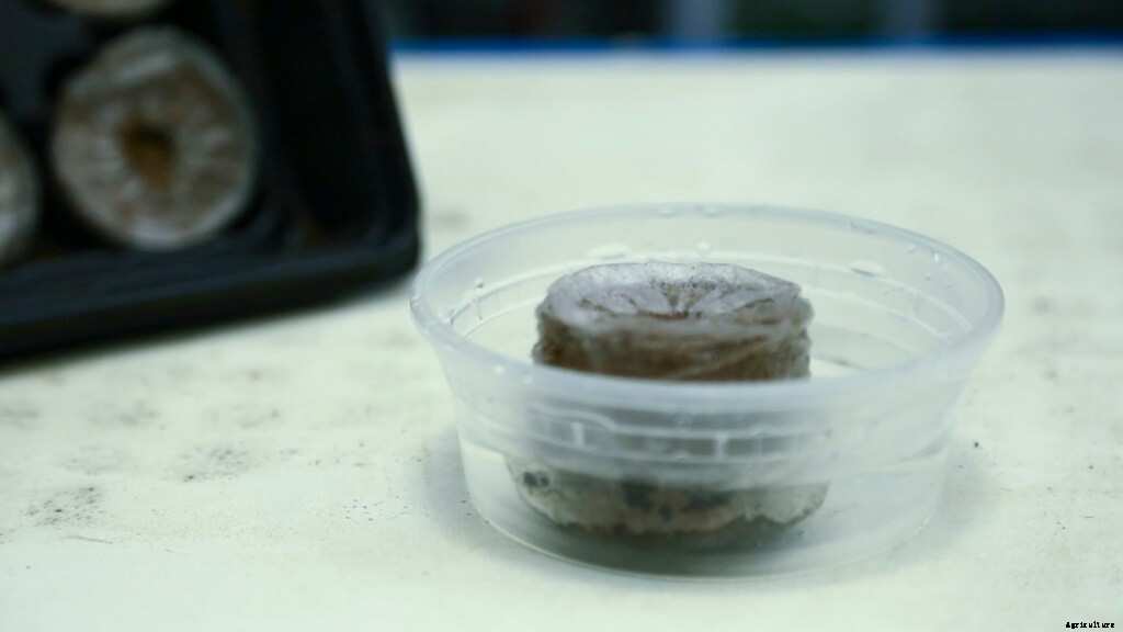 Why (Or Why Not) To Use Peat Pellets for Seedlings