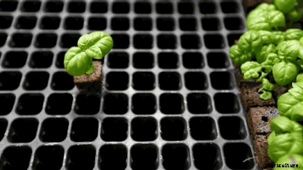 Pros and Cons of Polymer-Bound Seedling Plugs