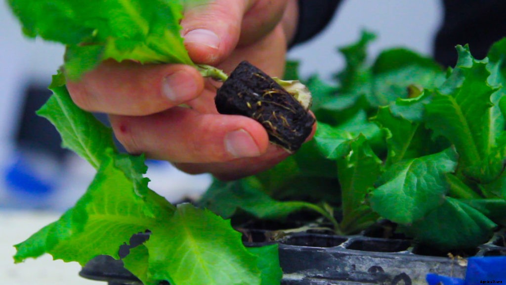 Pros and Cons of Polymer-Bound Seedling Plugs