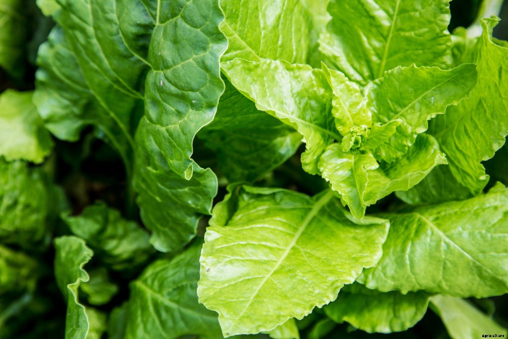 Harvesting and Handling Lettuce for a Longer Shelf Life