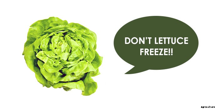 Harvesting and Handling Lettuce for a Longer Shelf Life