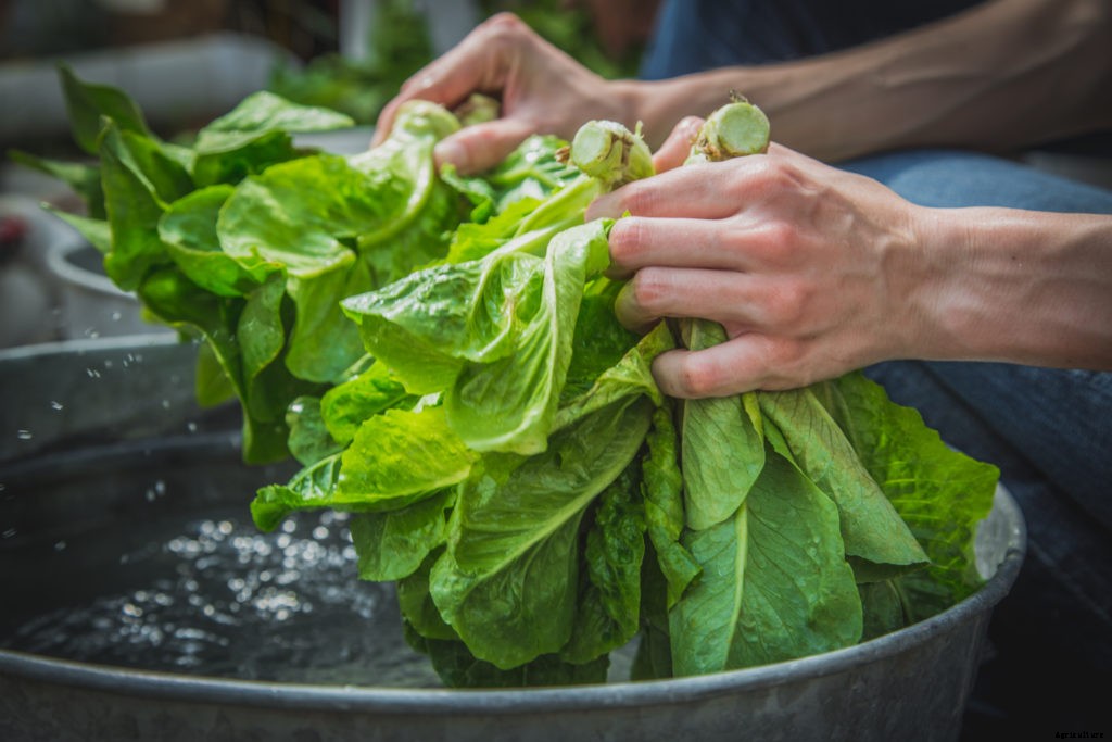 Harvesting and Handling Lettuce for a Longer Shelf Life