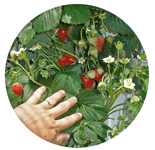 How to Grow Hydroponic Strawberries [PDF] [Video]