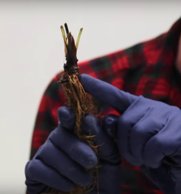 How to Grow Hydroponic Strawberries [PDF] [Video]