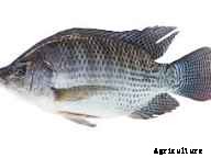 Price of Frozen Fish in Nigeria