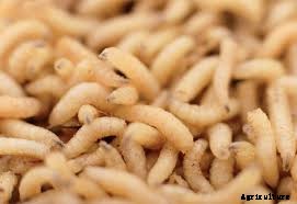 Odourless Maggots Production Process
