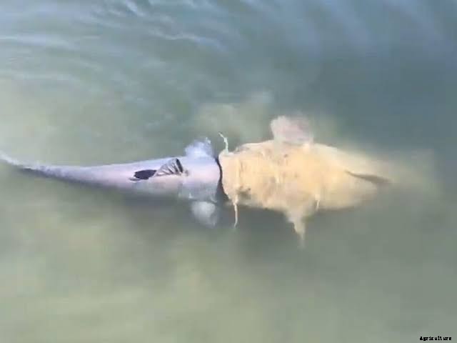 How to reduce cannibalism in catfish