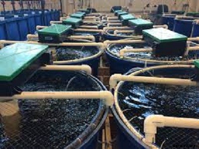 RAS Fish Farming: How to start RAS Fish Farming