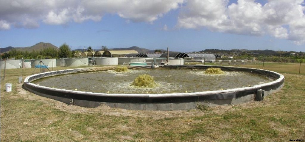 Biofloc Production Systems for Aquaculture