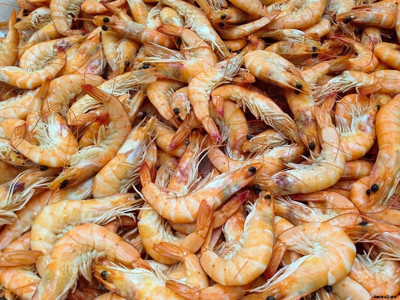 How to Produce Dried Shrimp for Commercial use