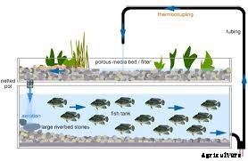 What is Aquaponics System and how does it work