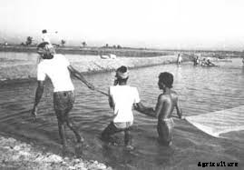 Pond Management in Brackishwater System