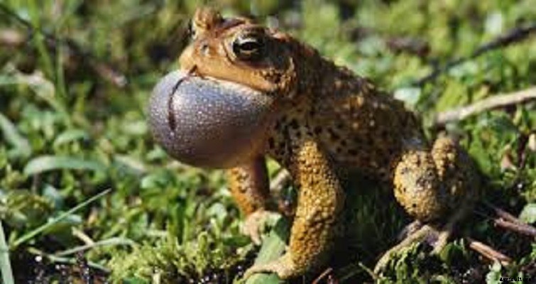 Frog farming: Frog Farming Information Guide