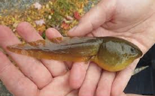 Frog farming: Frog Farming Information Guide