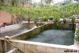 80:20 pond fish culture: Freshwater Pond Fish technology