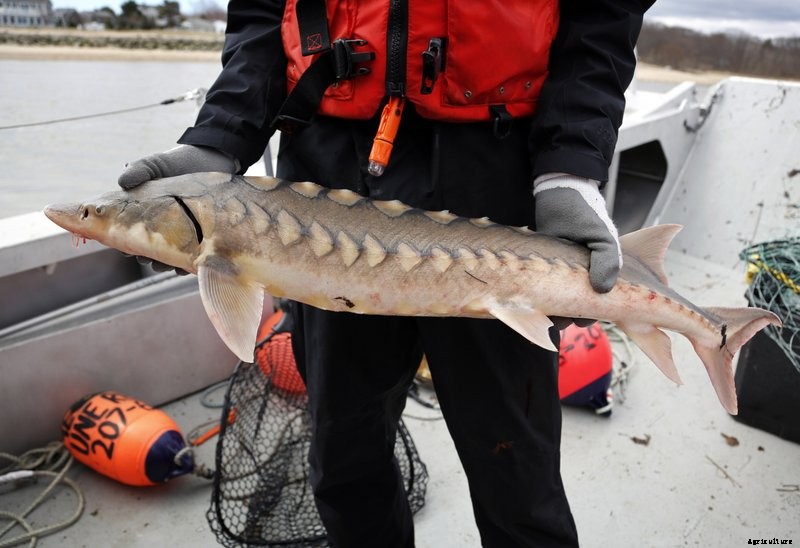 Sturgeon Farming: How to Start Sturgeon Caviar Farming