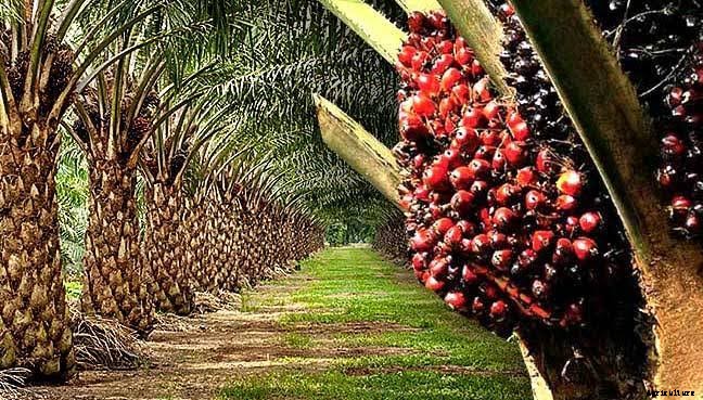 Strategic programme to boost Oil palm production in four countries