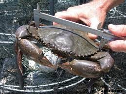 10 Animal Businesses with Low Startup