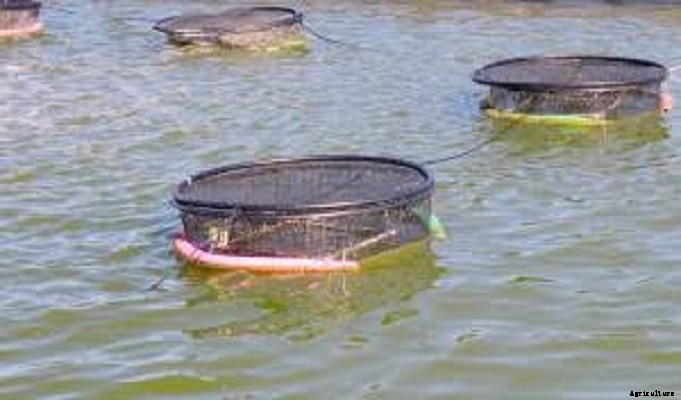 How to Start Fish Cage and Pen Culture